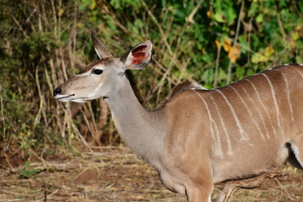 Kvinna Kudu Med Ena Örat Tillbaka — Stockfoto