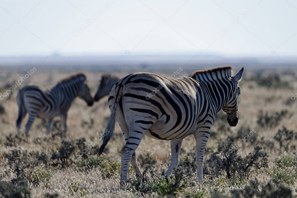 Zebras are walking across the plains in Africa
