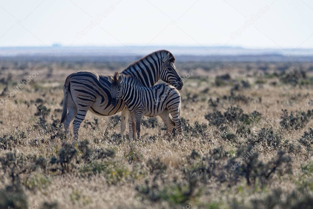 A mother and baby zebra