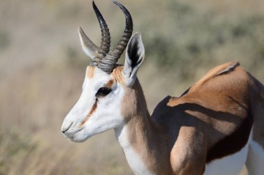 Namibya 'daki Etosha Ulusal Parkı' nda güneşin altında bir yay duruyor.