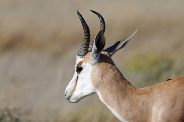 Kavisli boynuzlarıyla, Namibya 'daki Etosha Ulusal Parkı' ndaki bozkırda güneşlenir.