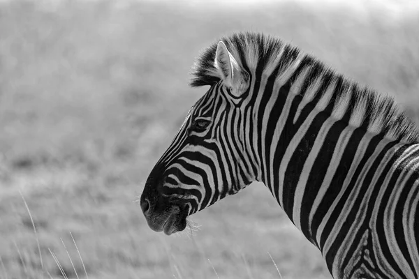 Ein Plains Zebra Schwarz Weiß — Stockfoto