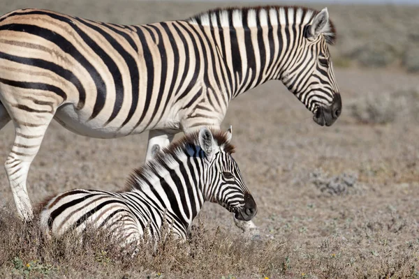Dziecko Zebra Lub Źrebak Leży Obok Matki — Zdjęcie stockowe