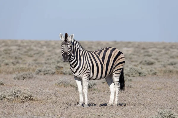 Samotna Zebra Sawannie Parku Narodowym Etosha Namibia — Zdjęcie stockowe