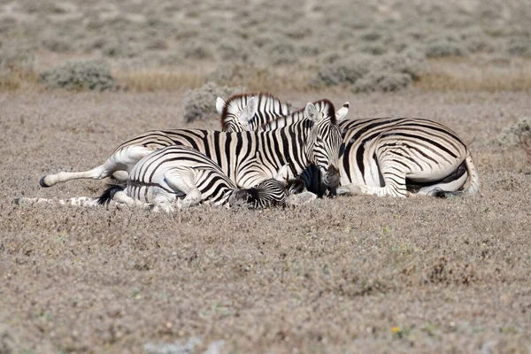 Üç zebra yerde yatıyor, uyuyor..