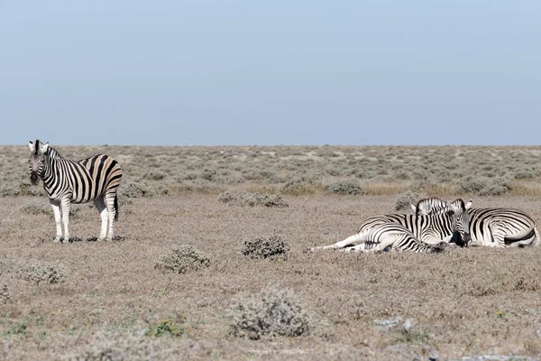 Pihenő Idő Zebráknak Míg Egyik Őrt Áll — Stock Fotó