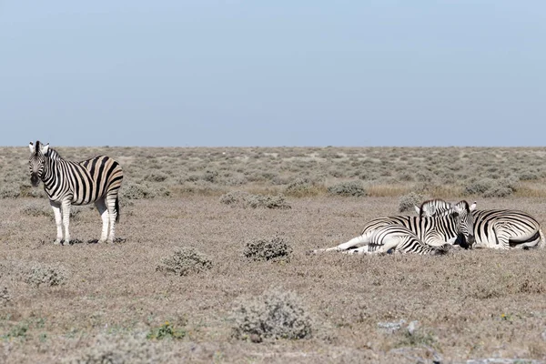 Tempo Riposo Zebre Mentre Guardia — Foto Stock