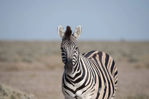 Zebra Stoi Sawannie Etosha National Par Nambii Twarzą Kamery — Zdjęcie stockowe