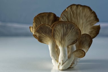 İstiridye mantarları hala gövdede birleşik.