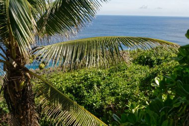 Niue 'de denizin önünde hindistan cevizi yaprakları