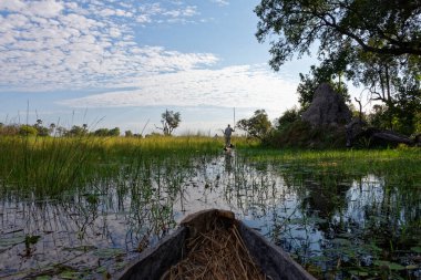 Botsvana 'daki Okavango Deltası' nda geleneksel bir kano olan ahşap bir mokoronun ucu.