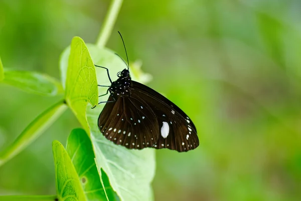 Czarno Biały Motyl Niue Zwykły Kruk Motyl — Zdjęcie stockowe