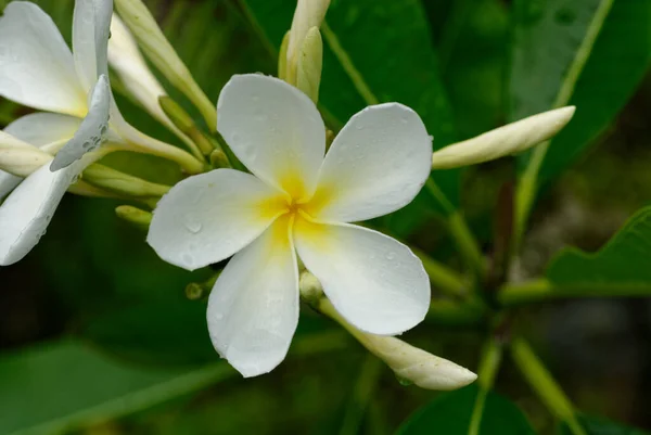 Centro Amarillo Los Estambres Una Flor Frangipani Niue — Foto de Stock