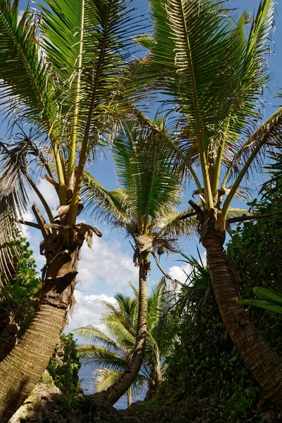 Paraíso Tropical Coqueiro Reah Para Céu — Fotografia de Stock