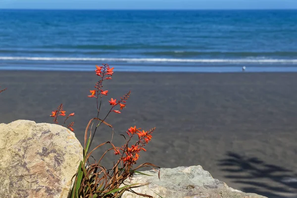 Montbreatia Цветы Между Валунами Перед Морем — стоковое фото