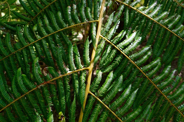 Les Nombreuses Feuilles Pointues Forment Motif Sur Fronde Cette Fougère — Photo