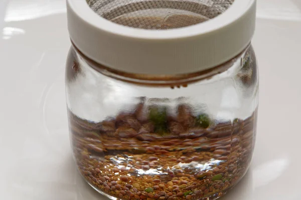 Sprouting Jar Has Wire Mesh Top Has New Seeds Soaking — Stock Photo, Image