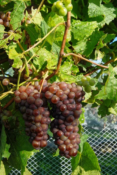 Red Grapes Growing New Zealand Vineyard — Stock Photo, Image