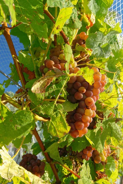 Red Grapes Ready Harvest New Zealand — Stock Photo, Image