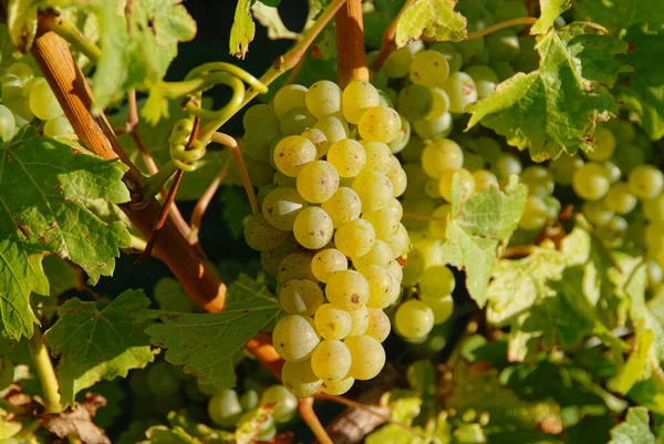 Green Grapes Nearly Ready Harvest — Stock Photo, Image