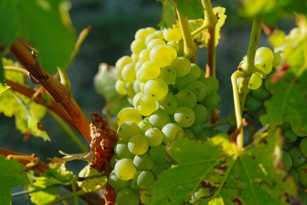 Presque Moment Récolte Les Raisins Verts Poussent Sur Les Vignes — Photo