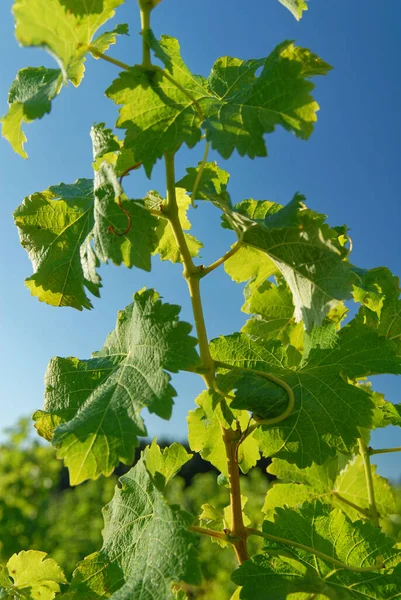 Blue Sky Offsets Green Leaves Grapevine — Stock Photo, Image