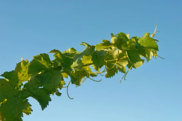 Green Grapevine Set Blue Sky — Stock Photo, Image