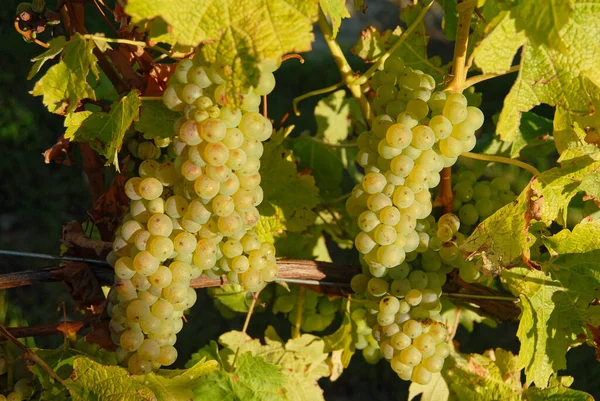 Les Raisins Poussant Sur Une Vigne Nouvelle Zélande Brillent Soleil — Photo