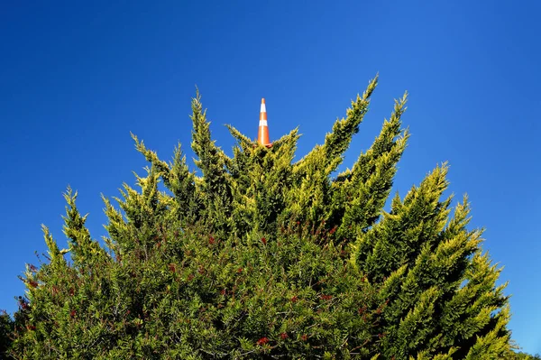 Uma Partida Parva Alguém Pôs Cone Trânsito Cima Uma Árvore — Fotografia de Stock