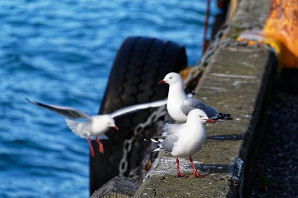 三只海鸥在码头边上 一只刚进港 — 图库照片