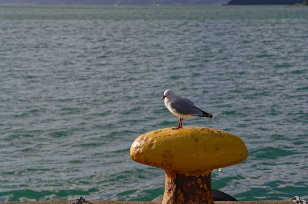 一只黄色的船桅上有一张有喙的海鸥床 它坐落在海边 — 图库照片