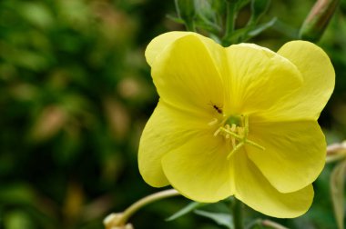 Oenothera biennis, akşam çiçeği, erkekliğini gösteriyor.