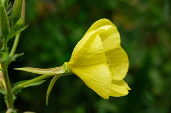 Ένα Κίτρινο Λουλούδι Νυχτολούλουδο Πλευρά Για Την Κάμερα — Φωτογραφία Αρχείου