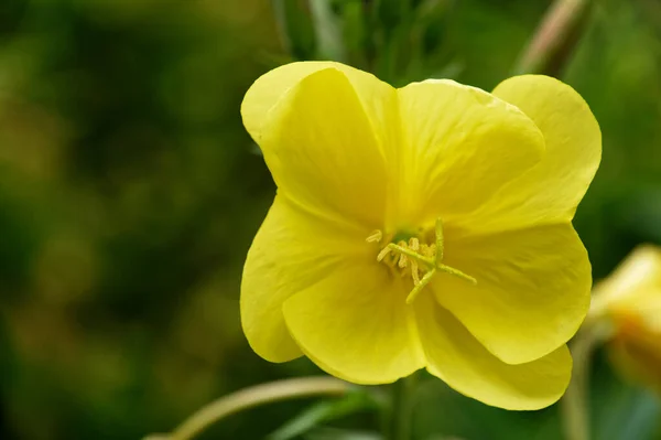 Frente Toma Una Flor Onagra Mostrando Sus Estambres —  Fotos de Stock