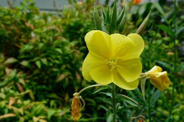 Ένα Φυτό Νυχτολούλουδο Έναν Κήπο Δείχνει Μερικά Πεσμένα Λουλούδια Και — Φωτογραφία Αρχείου