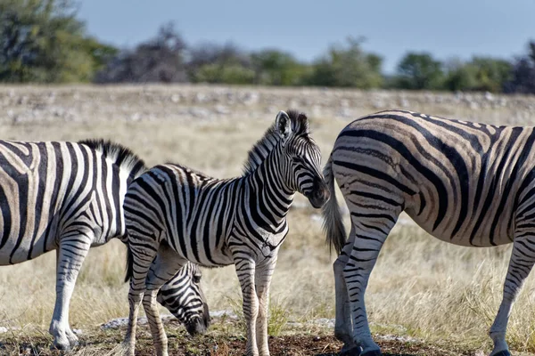 Egy Zebra Csikó Más Zebrák Közepén — Stock Fotó