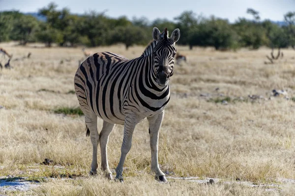 Zebra Patrząca Prosto Kamerę — Zdjęcie stockowe