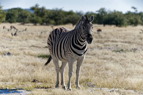 Ein Zebra Der Etosha Savanne — Stockfoto