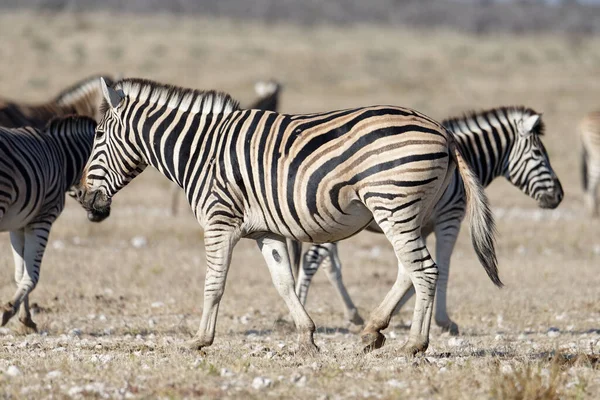 Zebras Atravessam Savana África — Fotografia de Stock