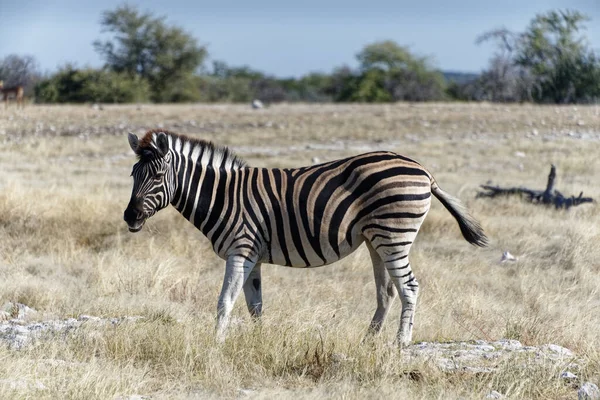 Etosha Ulusal Parkı Nambia Daki Bozkırda Yaşayan Bir Zebra — Stok fotoğraf