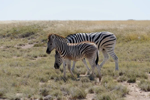 Egy Kis Zebra Anyja Szavannán Namíbiában Afrikában — Stock Fotó