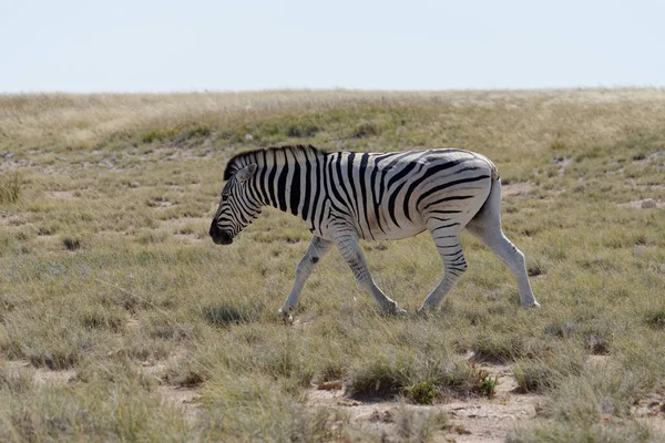Egy Zebra Átkel Szavannán Namíbiában — Stock Fotó