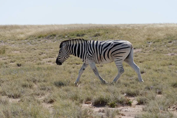 Una Cebra Cruzando Sabana Namibia —  Fotos de Stock