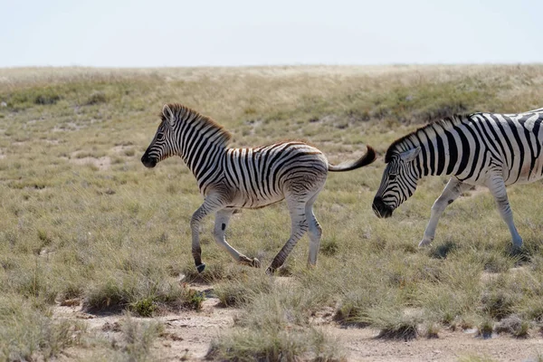 Bir Bebek Zebra Savanada Özgürlüğün Tadını Çıkarıyor — Stok fotoğraf