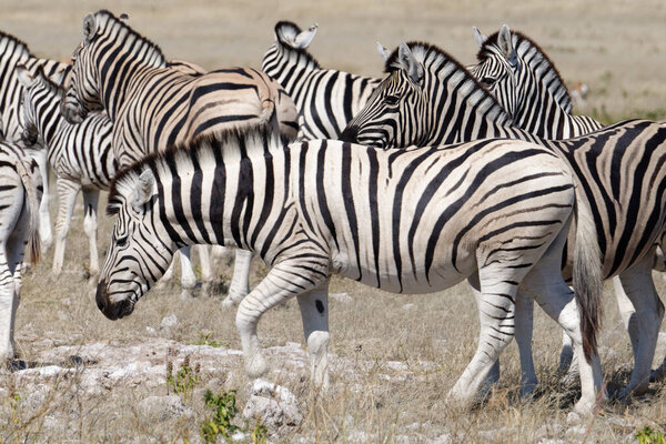 The savanna is home to a herd of zebra