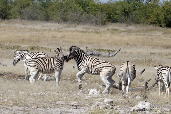 Két Zebra Egy Csordában Egymásnak Ugrik — Stock Fotó