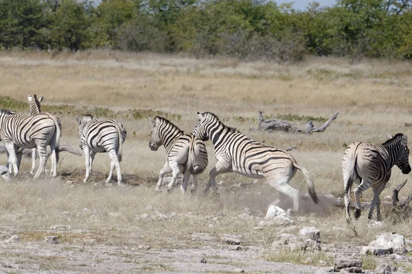 Una Lotta Tra Zebre Nella Mandria — Foto Stock