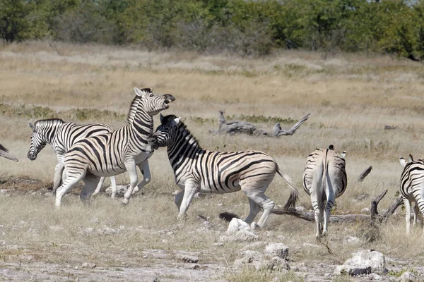 Poeira Agitada Por Duas Zebras Lutando — Fotografia de Stock