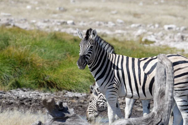 Uma Zebra Está Perto Outras Zebras Que Estão Bebendo — Fotografia de Stock