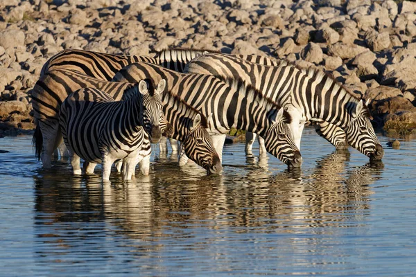 Les Zèbres Leurs Reflets Buvant Dans Trou Eau Afrique — Photo